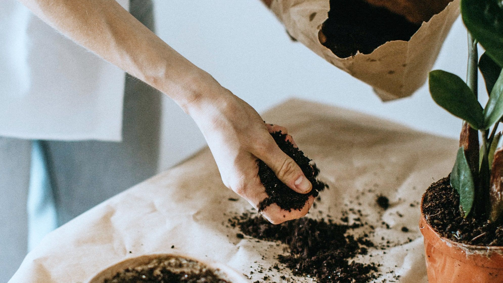 When to Repot Indoor Plants Signs: The Ultimate Guide