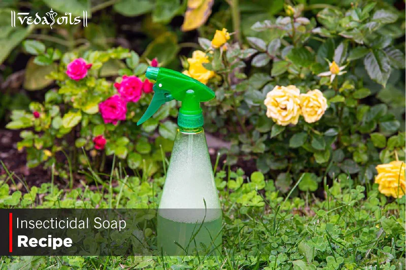 Best Homemade Insecticidal Soap Recipe for House Plants: Eco Guide