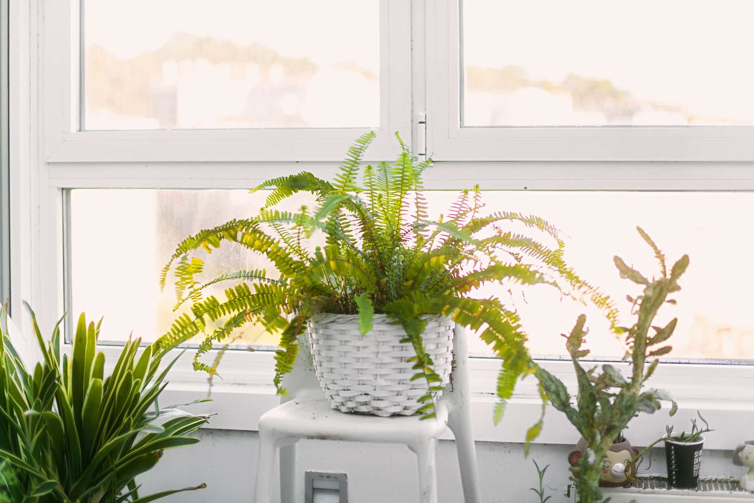 How to Keep Indoor Fern Alive: The Foolproof Humidity and Watering Guide