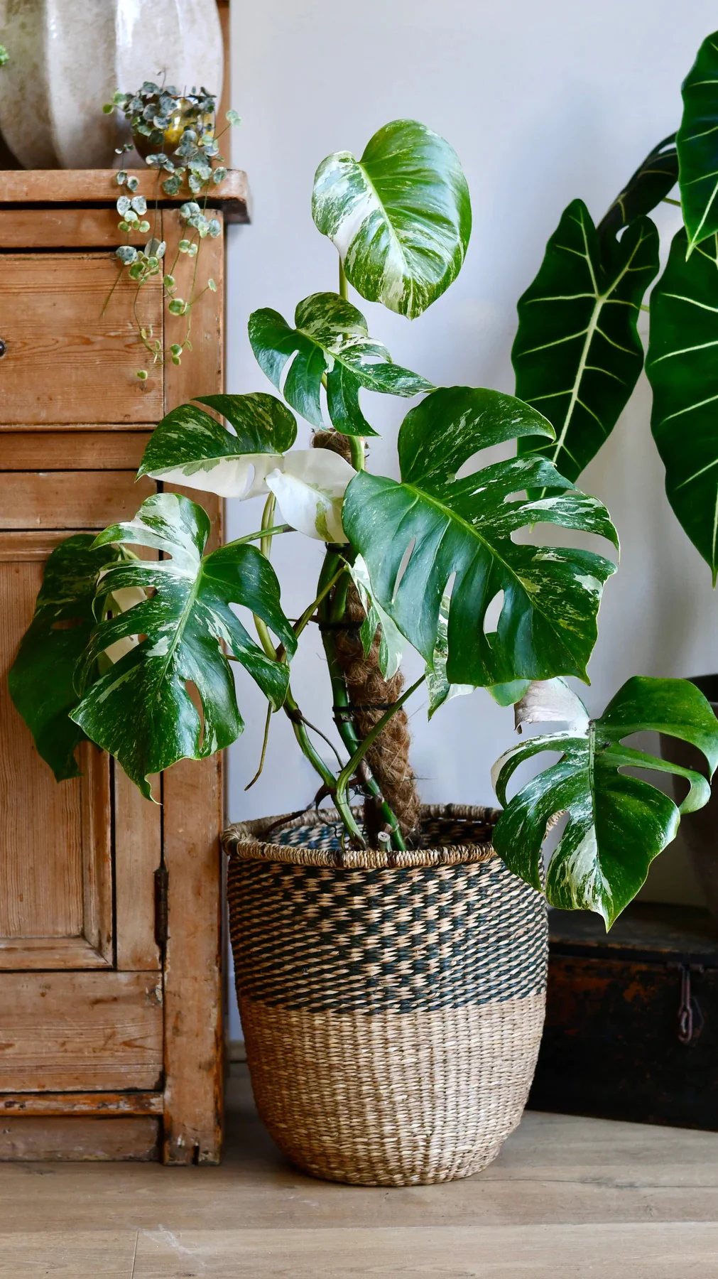 How to Care for Indoor Monstera Plant: The Ultimate Ultimate Guide to Thriving Monsteras
