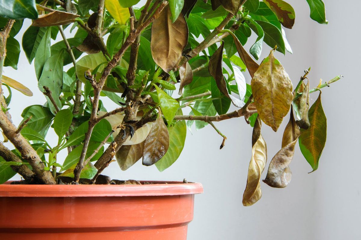 Why Is My Indoor Plant Dropping Leaves Suddenly? Expert Fixes