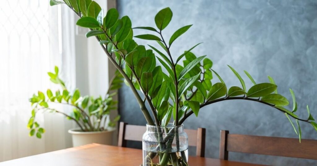 ZZ Plant Care Guide Low Light: How to Grow a Thriving Gem in Dark Spaces