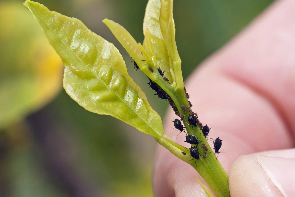 Tiny Little Black Bugs in Plant Soil: Identify and Get Rid of Them