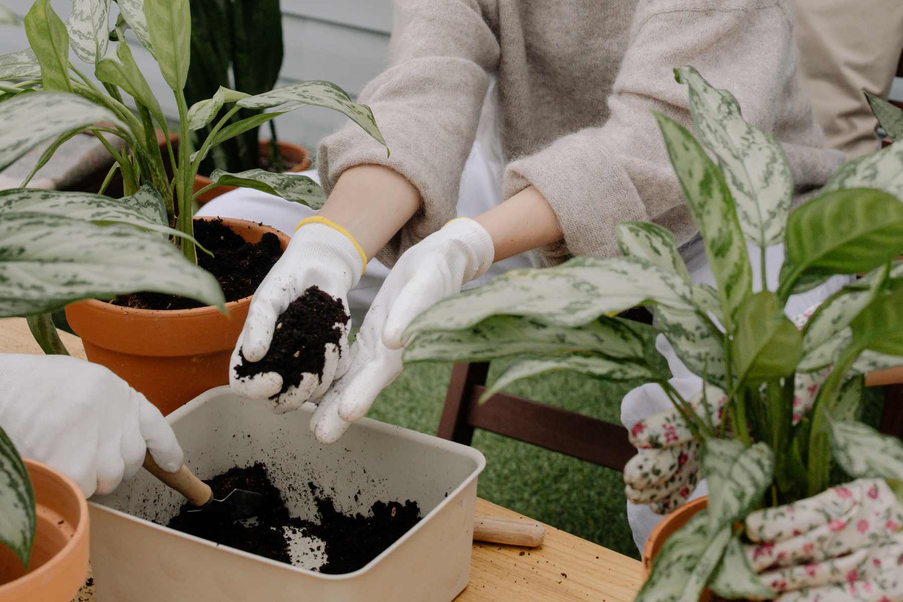 How to Get Rid of Fungus Gnats in Indoor Plants Naturally: Ultimate Guide