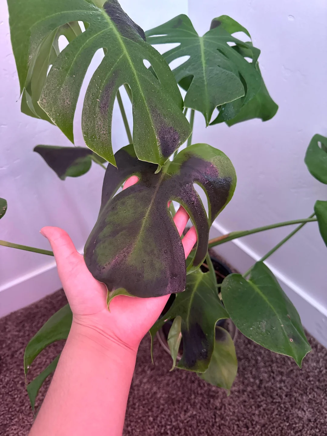 Signs Indoor Plant Is Getting Too Much Sun: How to Save It