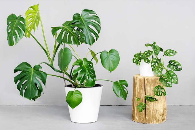 Can Indoor Plants Survive in Windowless Rooms? Expert Guide