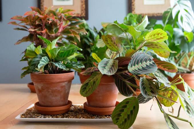 How to Increase Humidity for Indoor Plants Without a Humidifier