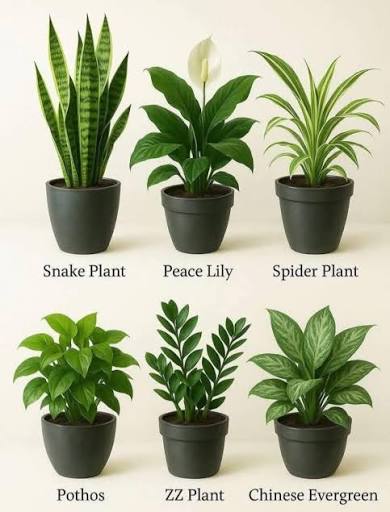 Best Low Light Indoor Plants That Clean the Air: Top Picks