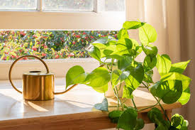 How Often to Water Pothos Indoor Plant: The Foolproof Watering Guide