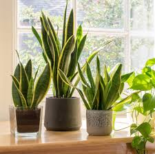 Snake Plant Care Tips for Beginners: The Ultimate Foolproof Guide