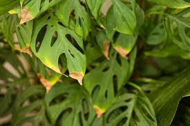 Brown Tips on Indoor Plant Leaves Causes: Fix Your Crispy Plants