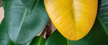 Why Are My Indoor Plant Leaves Turning Yellow? Causes & Fixes