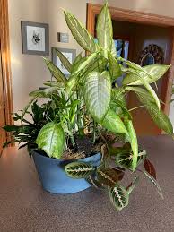 How to Separate Overcrowded Indoor Plants: Step-by-Step Guide