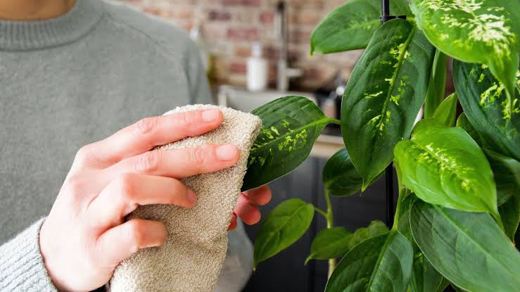 How to Prevent Pests on Indoor Plants: The Ultimate Guide