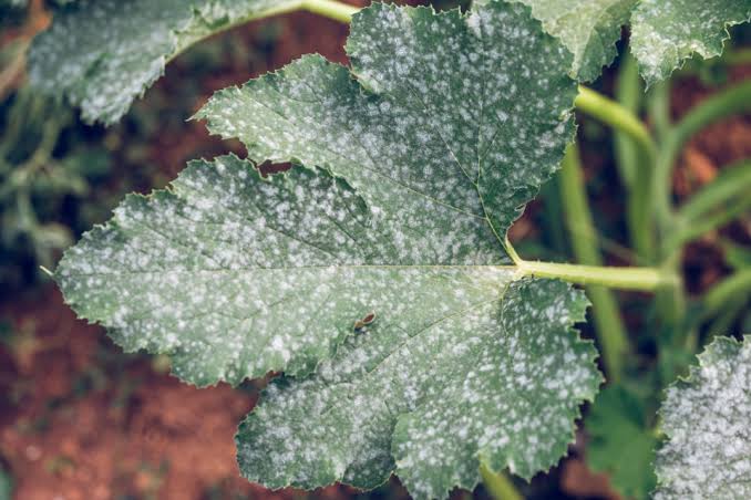 White Spots on Indoor Plant Leaves Remedy: The Ultimate Guide