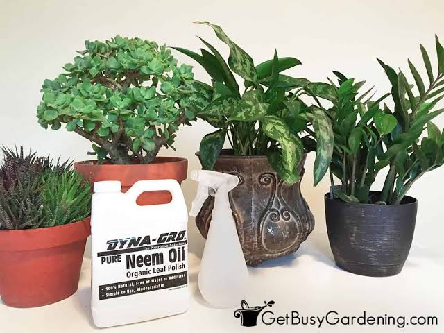 How to Use Neem Oil on Indoor Plants Safely: Ultimate DIY Guide