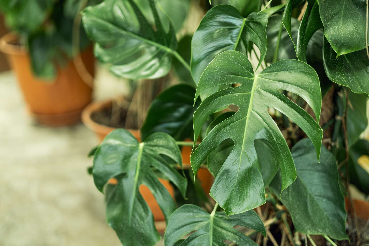 Why Are My House Plant Leaves Curling Inwards? How to Fix It
