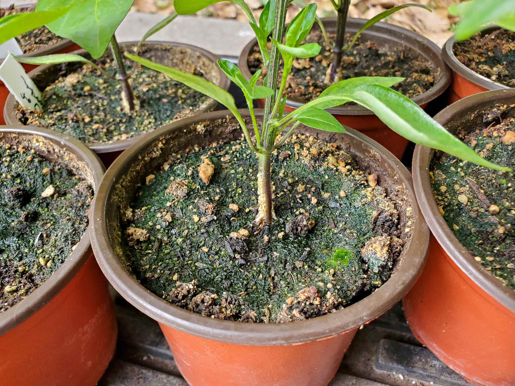 How to Treat Mold on Indoor Plant Soil: Fast & Easy Fixes