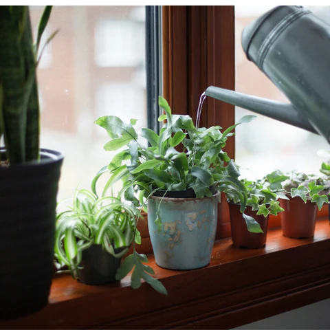 How to Bottom Water Indoor Plants Correctly: The Ultimate Guide