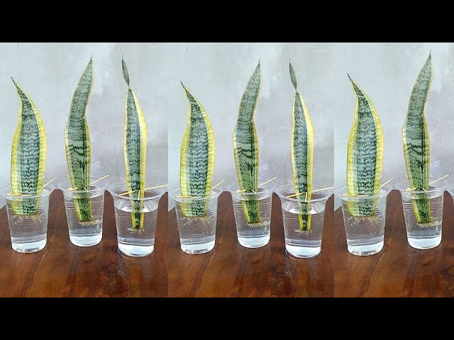How to Propagate Snake Plant from Leaf Cuttings: A Complete Guide