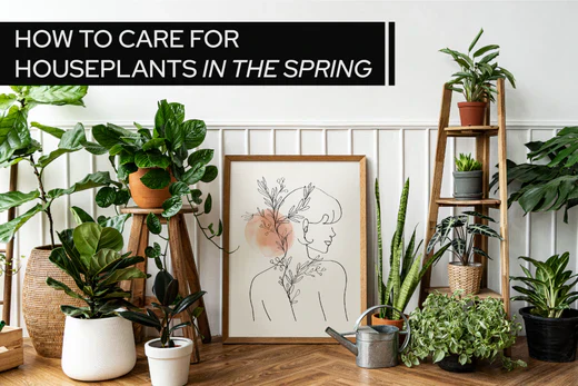 How to Prepare Indoor Plants for Spring: The Ultimate Care Guide