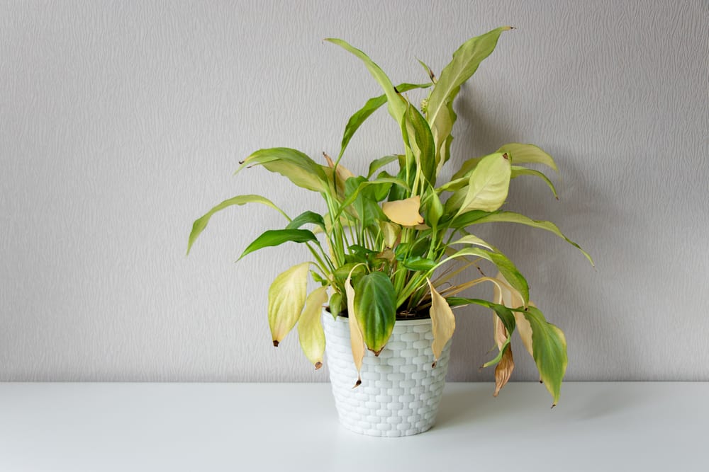 Indoor Peace Lily Care Yellow Leaves: How to Fix and Prevent It